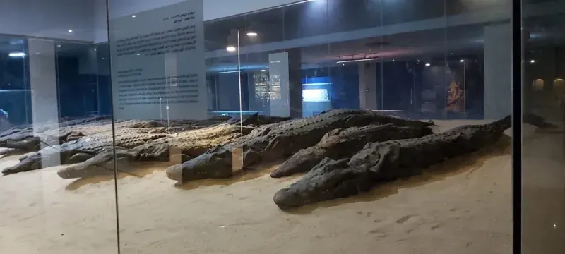 Crocodile Museum Kom Ombo — 22 mummified crocodiles sacred to the god Sobek